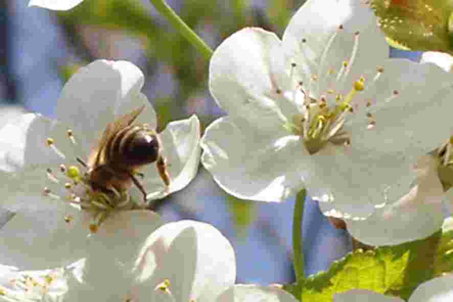 Une abeille pr�levant du nectar sur une fleur de cerisier