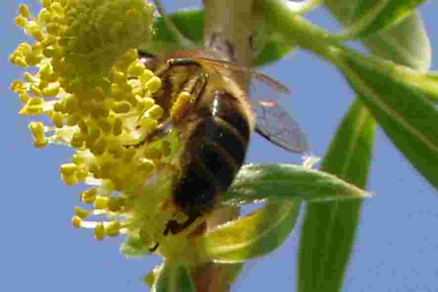 Une abeille r�coltant du pollen sur un saule