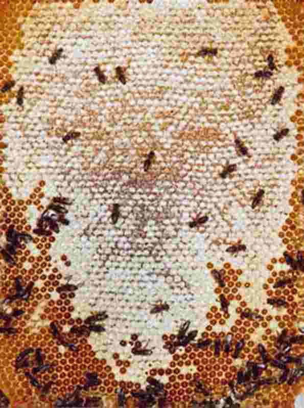 Un beau cadre de miel opercul�